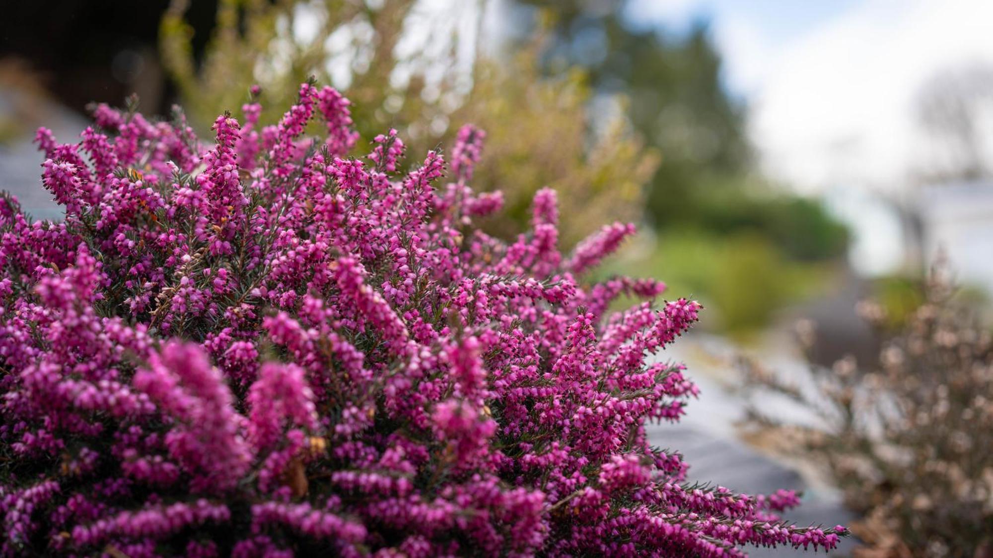 Heather Nook- Luxury Studio In Pitlochry Buitenkant foto